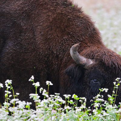 European Bison In The Białowieża Forest In July