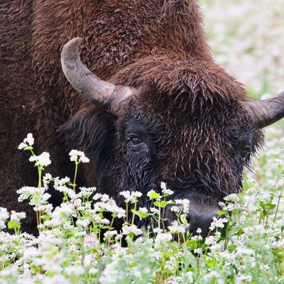 European Bison In The Białowieża Forest In July