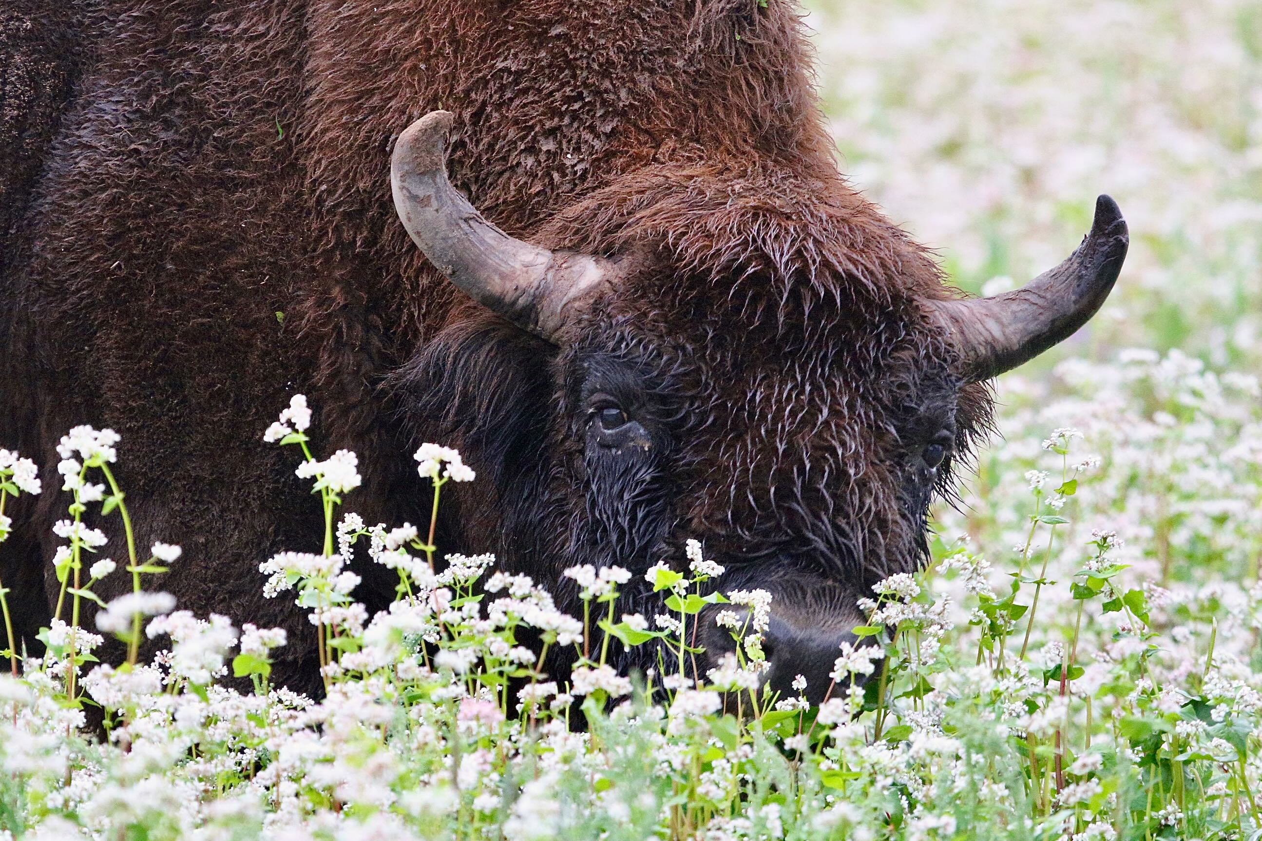 European Bison in the Białowieża Forest in July