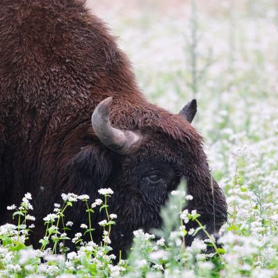 European Bison In The Białowieża Forest In July