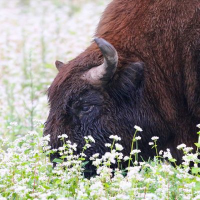 European Bison In The Białowieża Forest In July