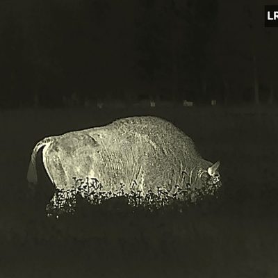 European Bison In The Białowieża Forest In July