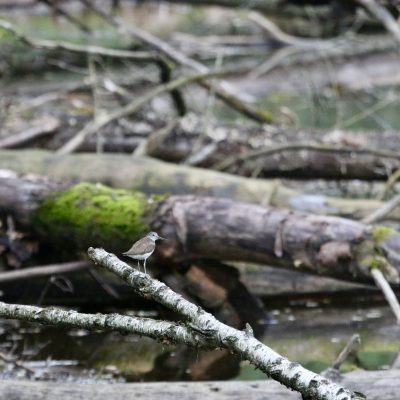 Green Sandpiper In The Biebrza National Park