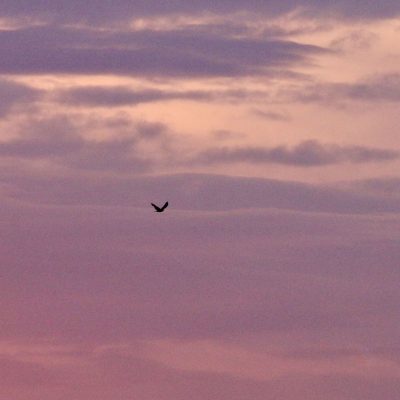 Montagu's Harrier Over The Biebrza Marshes At Sunset