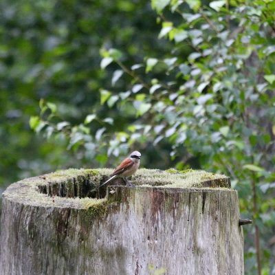 Red-backed Shrike In The Białowieża Forest In July