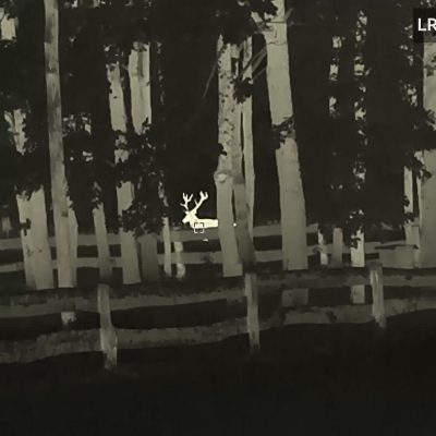 Red Deer Stag In The Białowieża Forest In July