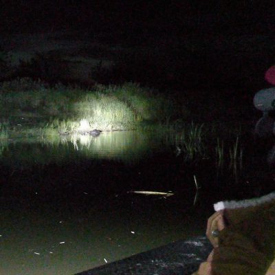 Watching Beavers In The Biebrza Marshes