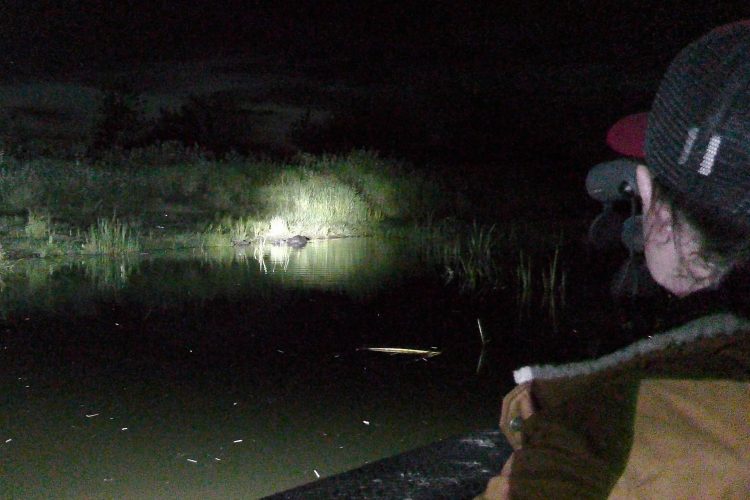 Watching Beavers In The Biebrza Marshes