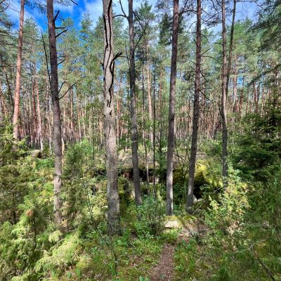 World War I Russian Military Forts In The Biebrza National Park