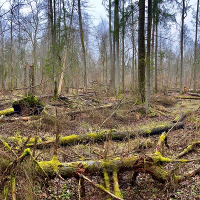 Białowieża Forest In Winter
