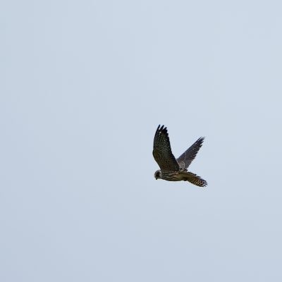 Red-footed Falcon In The Białowieża Forest