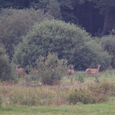 Red Deer In The Białowieża Forest