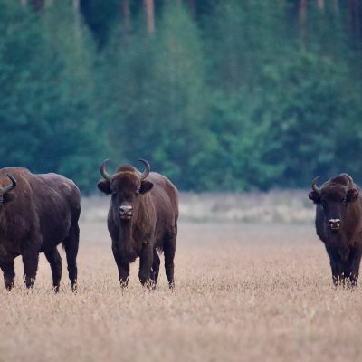 Bison In The Białowieża Forest