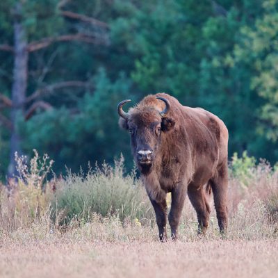 Bison In The Białowieża Forest