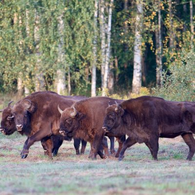 Bison In The Białowieża Forest