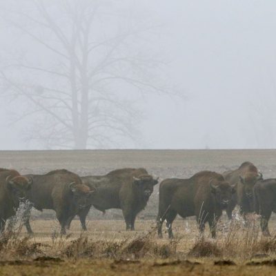 Bison Herd In The Białowieża Forest