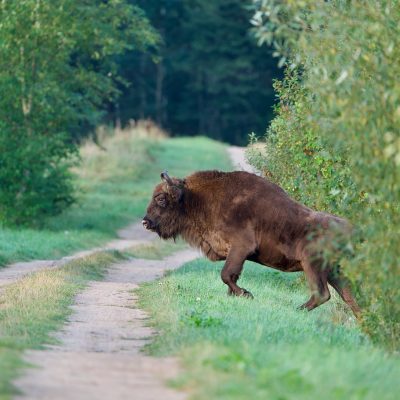 Bison In The Białowieża Forest