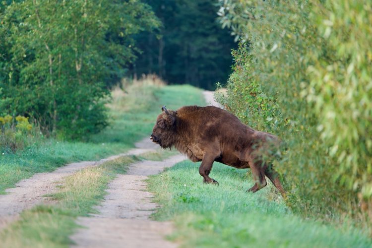 Bison In The Białowieża Forest