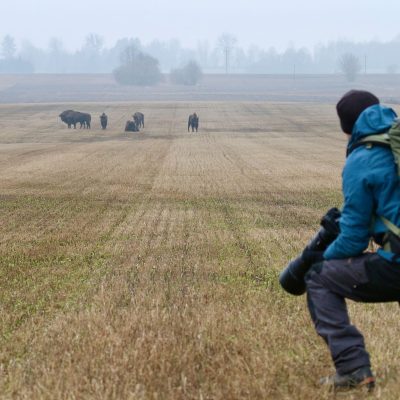 Bison Herd In The Białowieża Forest