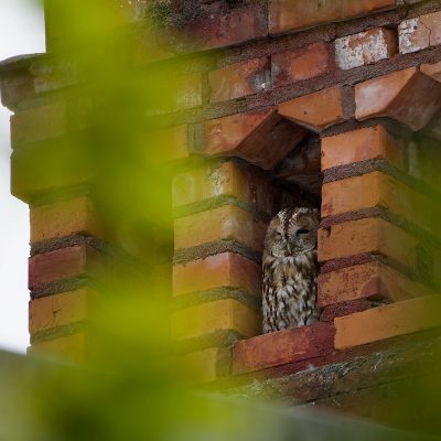 Tawny Owl In The Białowieża Forest