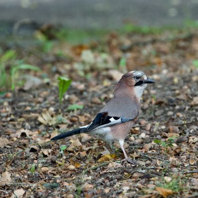 Jay In The Białowieża Forest