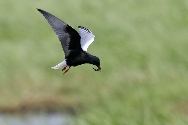 White-winged Tern In The Biebrza Marshes