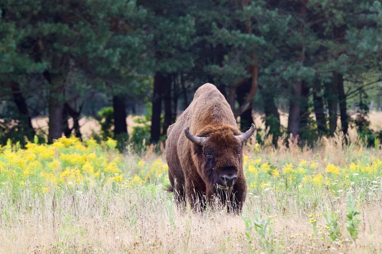 Bison In The Białowieża Forest