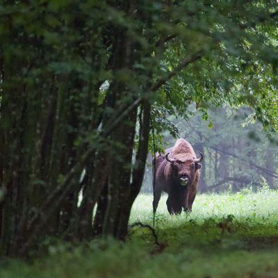 Bison In The Białowieża Forest