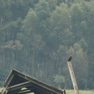 Lesser-spotted Eagle In The Białowieża Forest