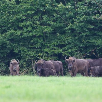 Bison In The Białowieża Forest