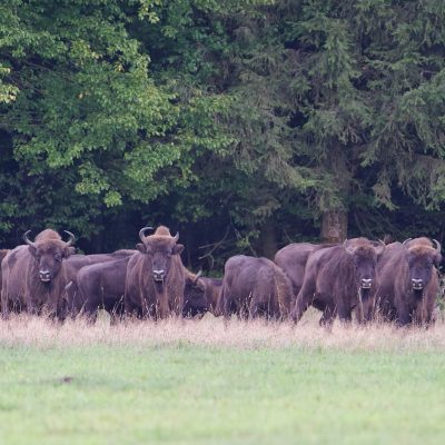 Bison In The Białowieża Forest