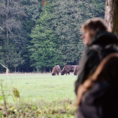 Watching Bison In The Białowieża Forest