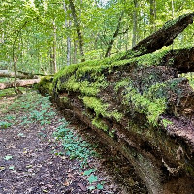 UNESCO Site In The Białowieża Forest
