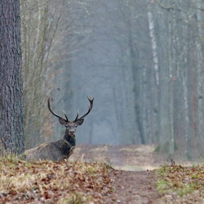 European Red Deer In The Białowieża Forest