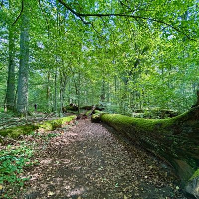 UNESCO Site In The Białowieża Forest
