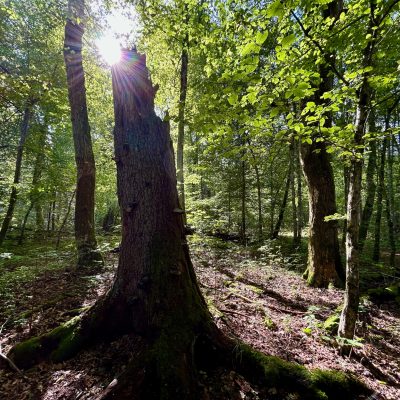 UNESCO Site In The Białowieża Forest