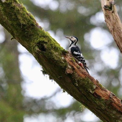White-backed-woodpecker Female In The Białowieża Forest