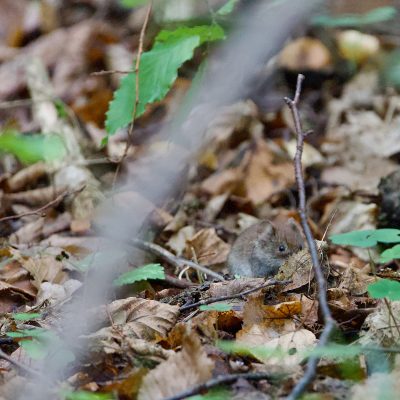 Bank Vole In The Białowieża Forest