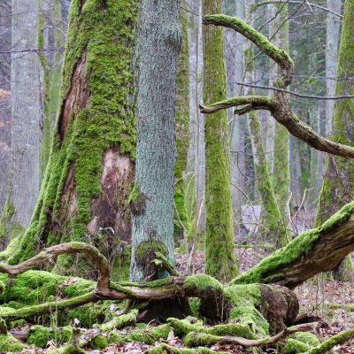 Białowieża Forest In Winter