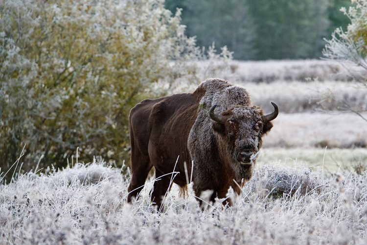Bison In The Białowieża Forest