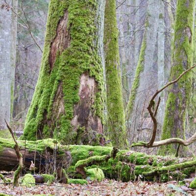Białowieża Forest In Winter