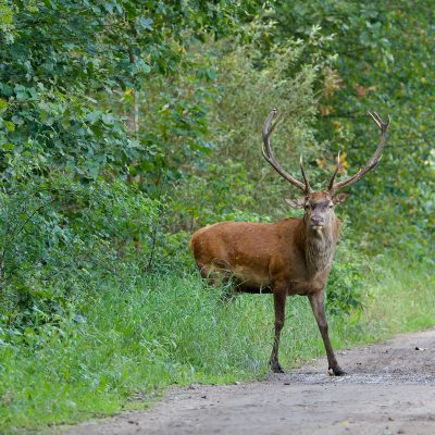 Red Deer In The Białowieża Forest