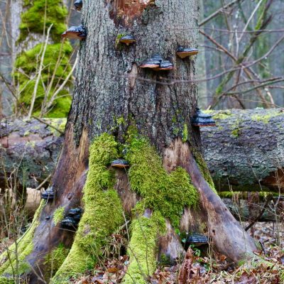 Białowieża Forest In Winter