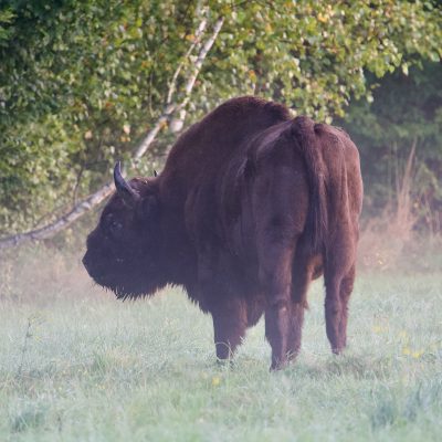 Bison In The Białowieża Forest