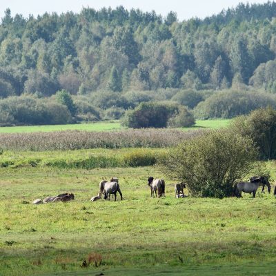 Polish Pony (tarpan) At River Narew Valley