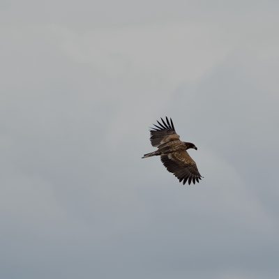 White-tailed Eagle In The Biebrza Marshes