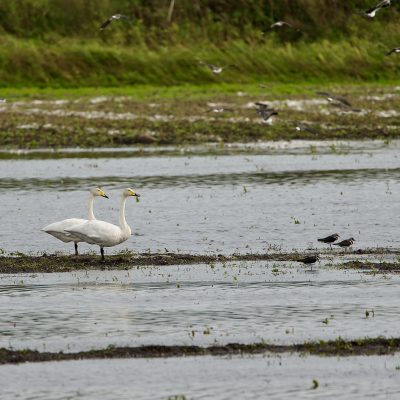 Whooper Swan In The Biebrza Marshes