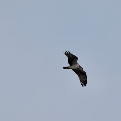 Osprey In The Biebrza Marshes