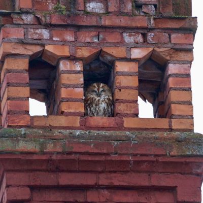 Tawny Owl In The Białowieża Forest