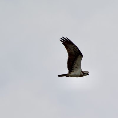 Osprey In The Biebrza Marshes